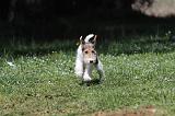 FOX TERRIER 161